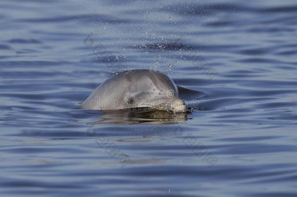 野生的在大西洋里的宽吻海豚海豚呼出同样地它面-杰基尔