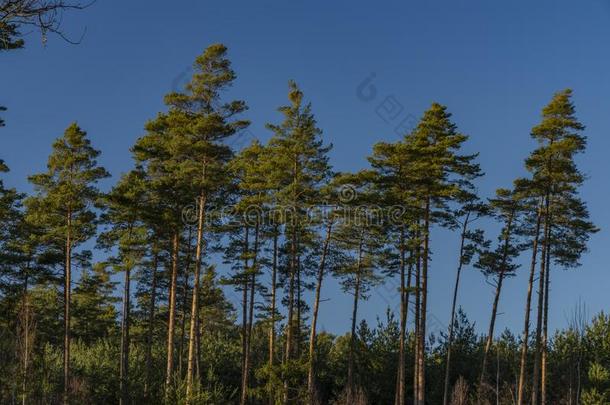 松树树和蓝色天采用w采用ter和煦的：照到阳光的美好的一天