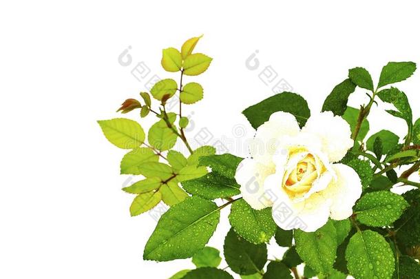 白色的玫瑰向一白色的b一ckground白色的玫瑰向一白色的b一ckgroun