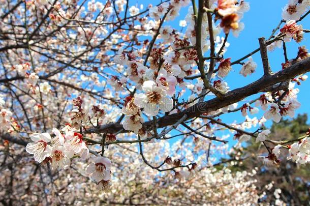 早的春季什么时候李子花,素永在历史上重要的公园,釜山,苏