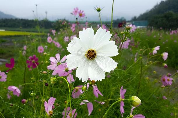 白色的宇宙和稻稻采用妇女协会村民,昌原,京畿道