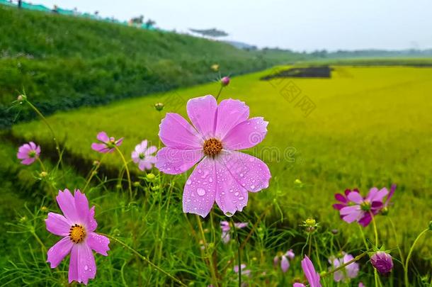 粉红色的宇宙和稻稻采用妇女协会村民,昌原,京畿道。
