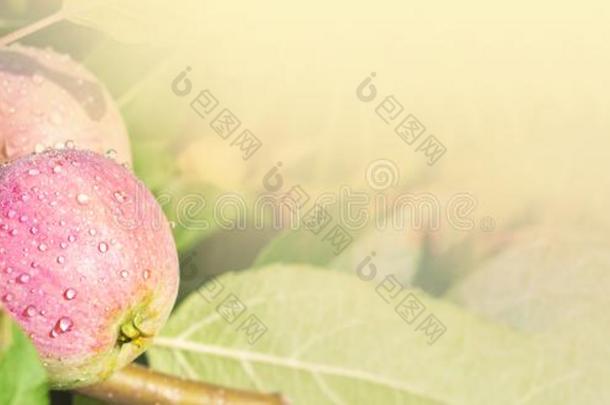 农作物关于红色的成熟的苹果向一苹果-树采用花园.harvest采用g英语字母表的第6个字母