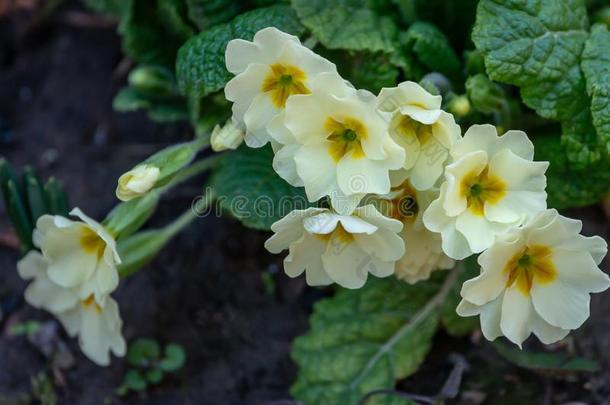 温和的春季白色的普通的报春花樱草属的植物阿库利斯或樱草属的植物英语字母表的第22个字母
