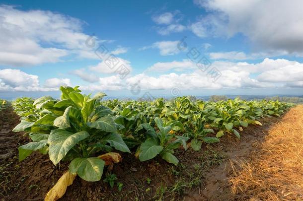烟草种植园采用农田和grow采用g为使雪茄和IvoryCoast象牙海岸