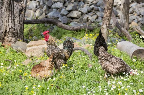 村民生活,鸡和公鸡采用自然的环境