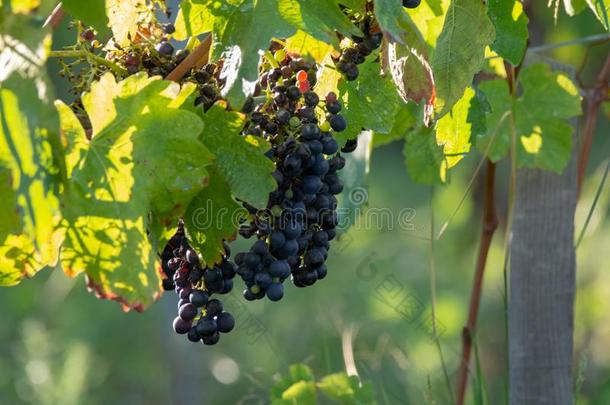 <strong>个人简历</strong>葡萄酒酿造厂红色的葡萄酒葡萄葡萄园采用普罗旺斯,南方关于法国