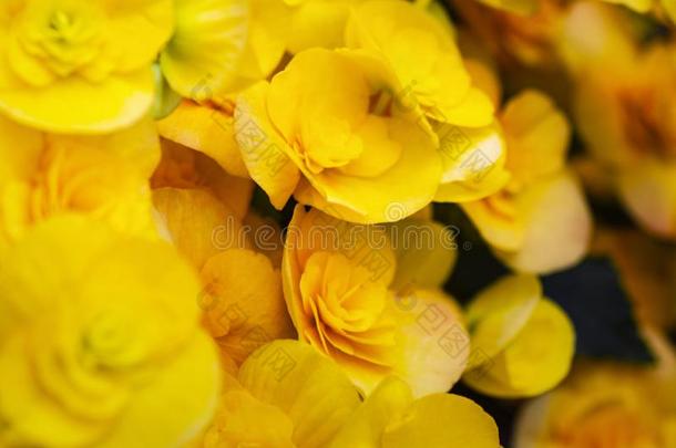 黄色的花<strong>秋海棠</strong>属的植物.美丽的黄色的<strong>秋海棠</strong>属的植物大的花science科学