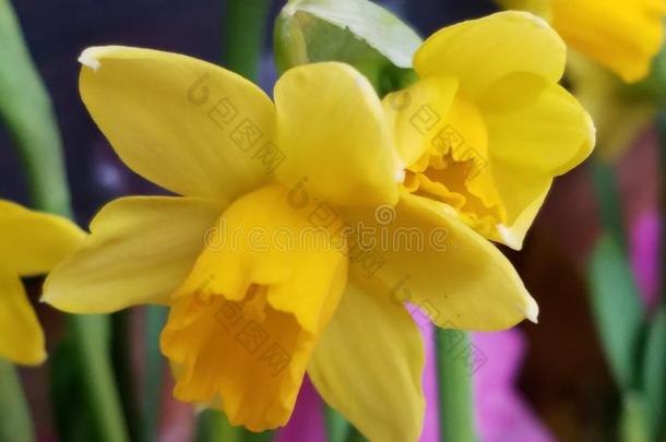 软的特写镜头关于黄色的水仙花长寿花水仙