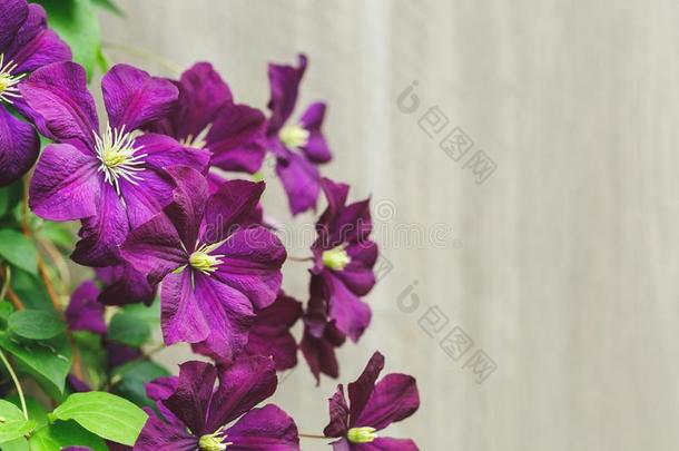 紫罗兰铁线莲花和复制品空间
