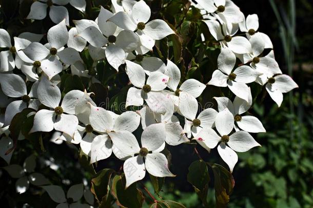 花关于库萨水木树,山<strong>茱萸</strong>库萨,Benthamidia日本的