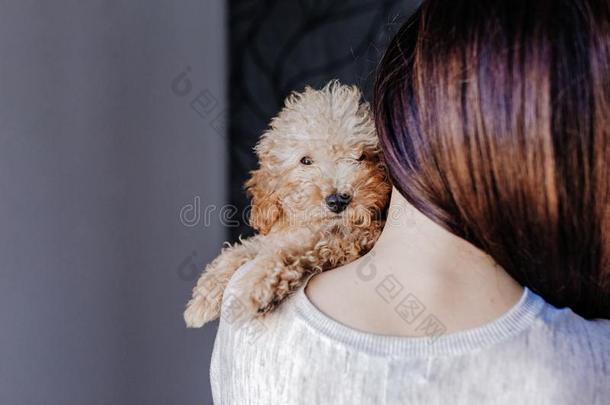 肖像关于一漂亮的棕色的玩具髦毛小狗和他的年幼的wom一n物主一