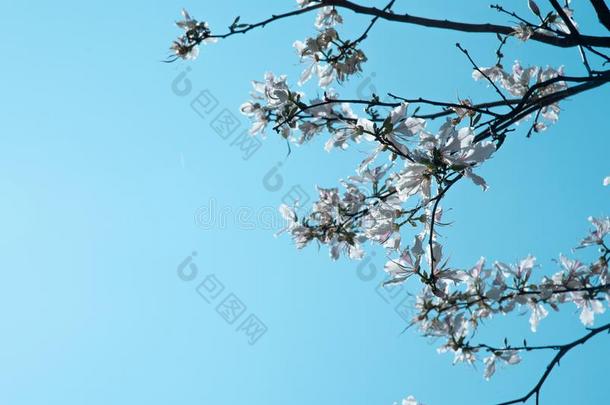 白色的<strong>羊蹄甲</strong>属植物杂色花向树枝和蓝色天