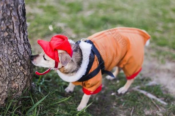 打扮好的狗和红色的帽子