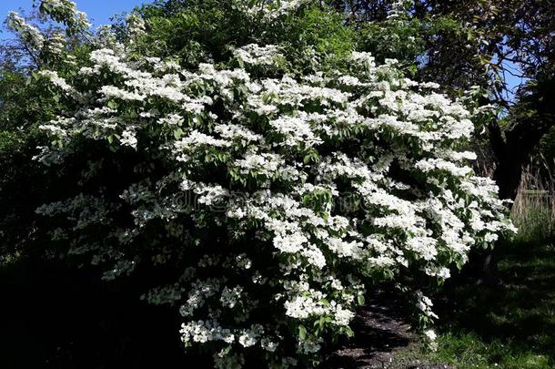 美丽的花关于荚莲属的植物皱襞`Mariesii和Mariesii`,婚礼蛋糕