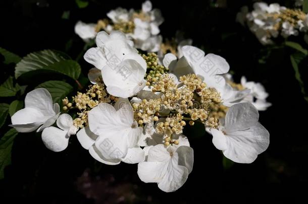 美丽的花关于荚莲属的植物皱襞`Mariesii和Mariesii`,婚礼蛋糕