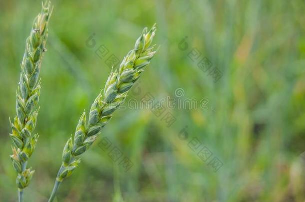 小穗关于小麦农业.收获和农业