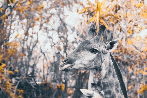 令人敬畏的长颈鹿户外的射手.自然户外的风景背景