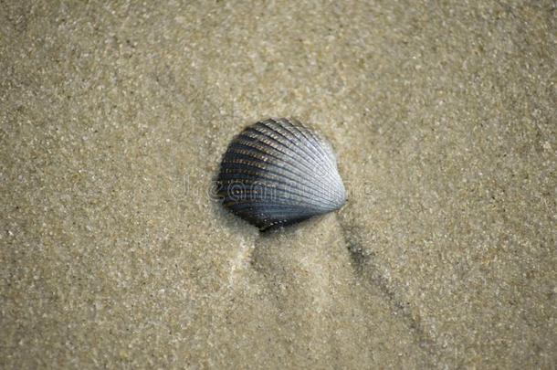 单一的海壳向指已提到的人海滩