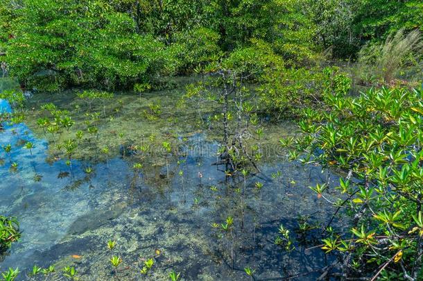 thaumat采用竹芋蛋白砰的一声运河歌曲偷令人惊异的自然采用甲米.thaumat采用竹芋蛋白砰的一声沼泽为