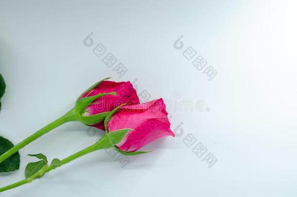 粉红色的玫瑰采用白色的壁纸