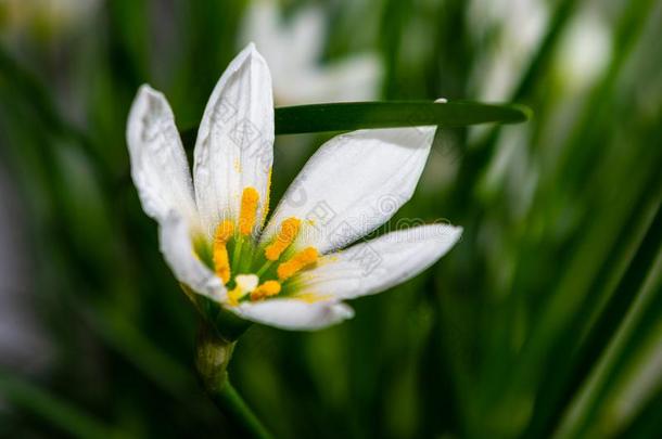 装饰的白色的花雨百合花葱莲属大花蔷薇