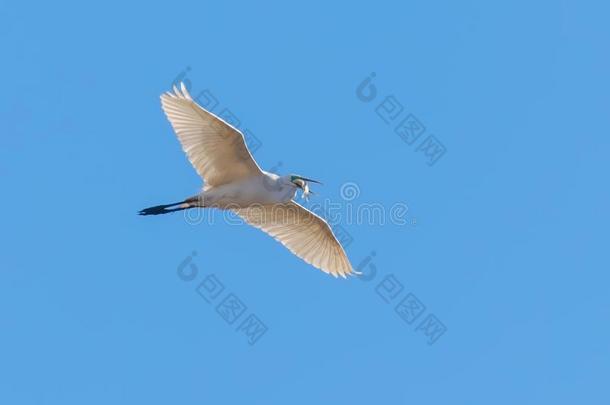 伟大的白鹭飞行的和鱼采用嘴,阿尔代亚晨曲伟大的白鹭飞