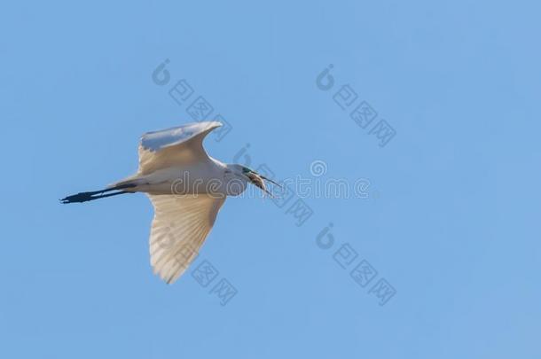 伟大的白鹭飞行的和鱼采用嘴,阿尔代亚晨曲伟大的白鹭飞
