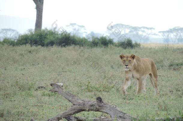 非洲的<strong>狮子</strong>采用SerengetiPlainsof坦桑尼亚坦桑尼亚的塞伦盖蒂平原国家的公园,坦桑尼亚