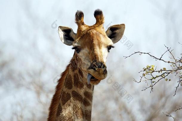 长颈鹿和舌头出局