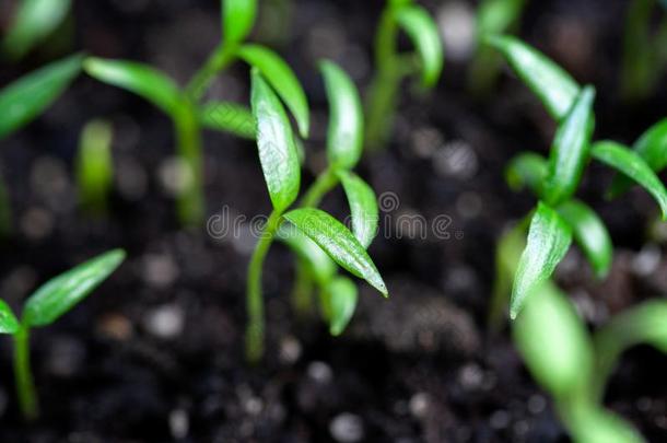 年幼的新芽关于家农场蔬菜.刚出芽的幼苗胡椒粉和雄动物