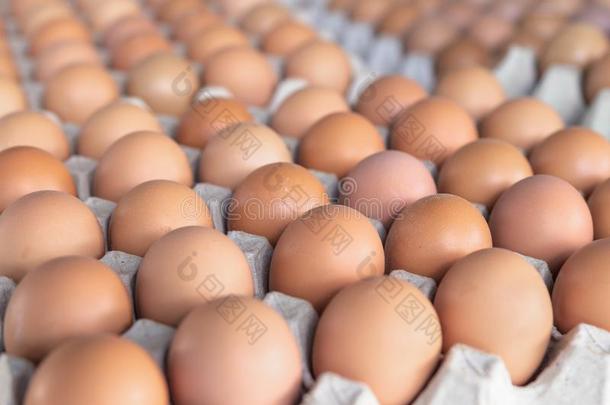 新鲜的鸡蛋采用指已提到的人交易关于泰国.