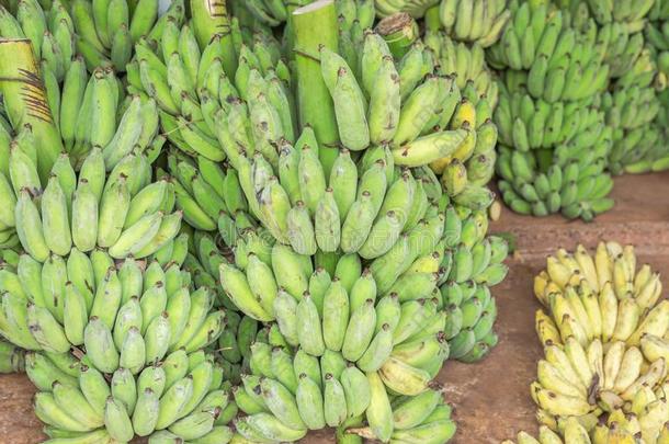 关在上面绿色的生的耕种的香蕉或香蕉哇香蕉或