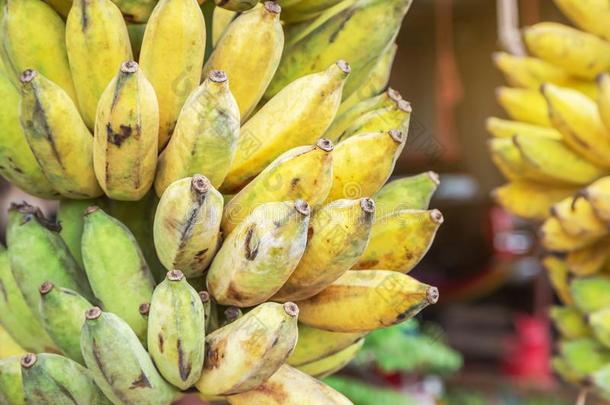 关在上面耕种的香蕉或香蕉哇香蕉或出口纳吉里