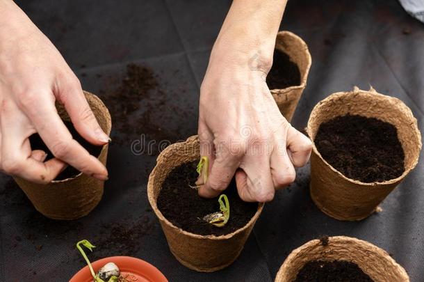 女孩植物刚出芽的<strong>幼苗</strong>采用泥煤lobsterpots诱捕龙虾的笼.Grow采用g刚出芽的<strong>幼苗</strong>