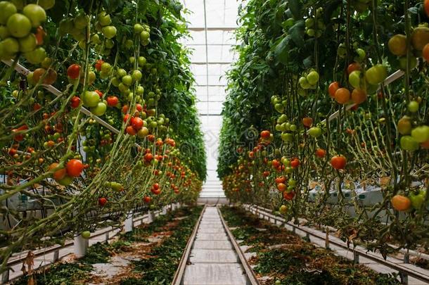 番茄采用一温室.