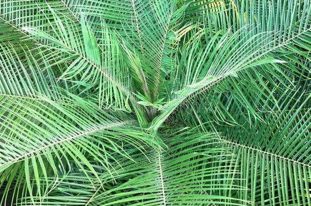 王国的胜利蕨类或棕榈类植物的叶子树叶背景.热带的树叶模式.jointuse联合使用