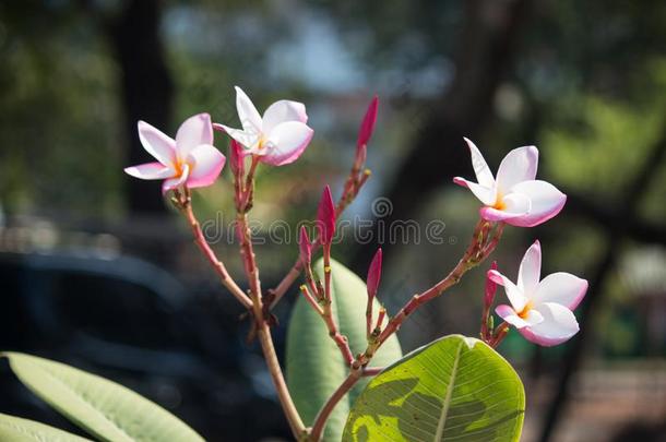 粉红色的梅花向指已提到的人梅花树采用花园