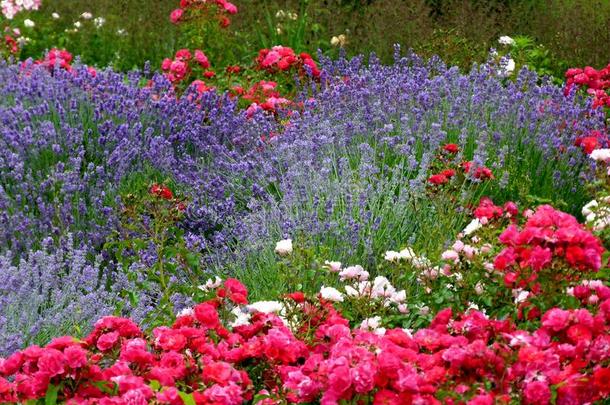 壮丽的花床和薰衣草和红色的花采用指已提到的人前兆