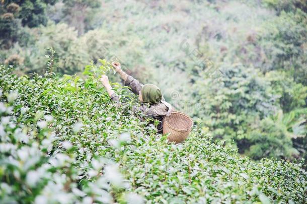 男人收割/挑选新鲜的绿色的茶水树叶在高的陆地茶水田