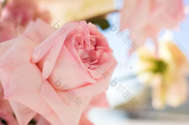 宏指令微妙的新鲜的粉红色的玫瑰花.婚礼新鲜的花sdecrease减少