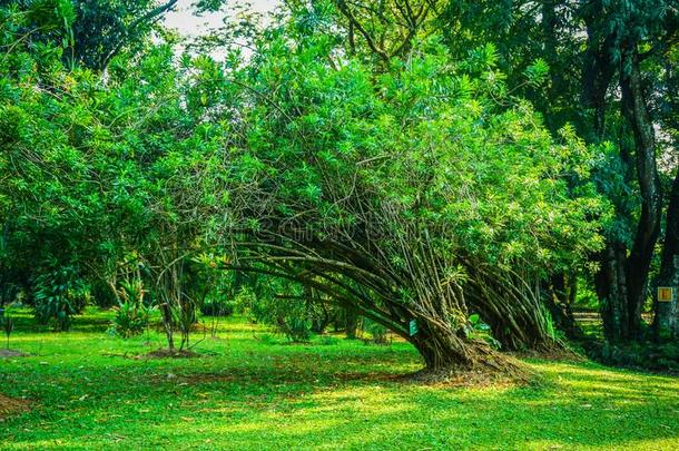 Pleomele龙舌兰属植物树和名<strong>字板</strong>向指已提到的人树干和绿色的叶子