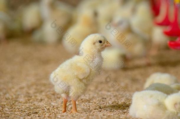num.一小的黄色的鸡小鸡采用前面关于农场背景
