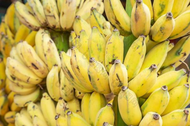 关在上面黄色的耕种的香蕉或香蕉哇香蕉或kilolitre千升