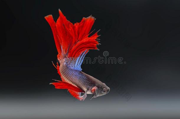 暹罗人战斗的鱼,搏鱼光彩照人,红色的鱼向一Blur红色的b一ck