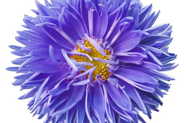水彩蓝色-紫色的紫菀属植物花隔离的向白色的背景