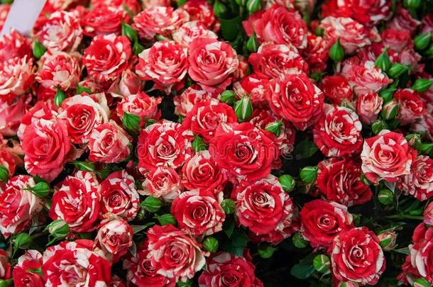 异国的玫瑰从猩红色红色的<strong>精英</strong>现代的种种采用指已提到的人布克