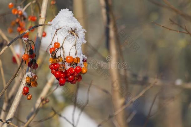 红色的浆果关于荚莲属的植物大量的和雪