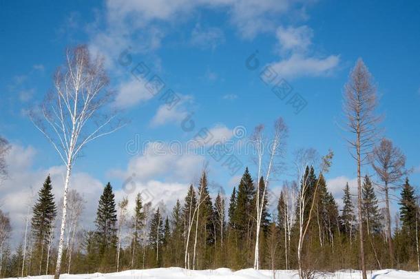 一树采用指已提到的人中部关于一森林gl一de.蓝色天和云
