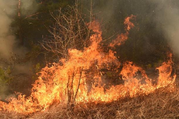 野火,森林火,燃烧的森林